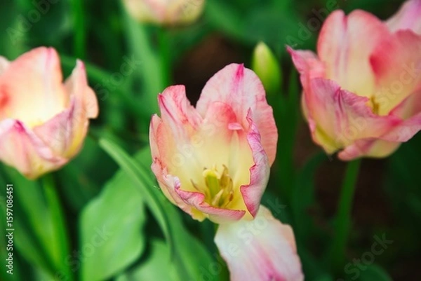 Fototapeta 可愛いピンク色のチューリップ