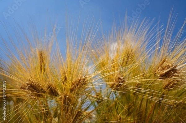Fototapeta 黄金色に実った大麦