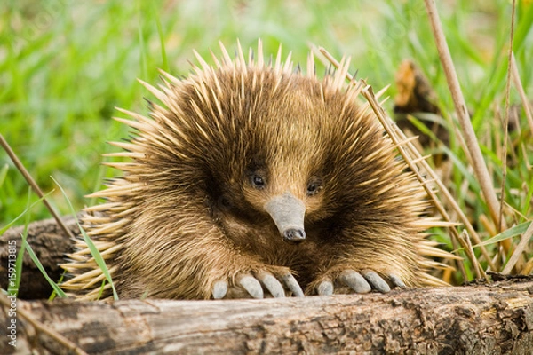 Fototapeta Echidna