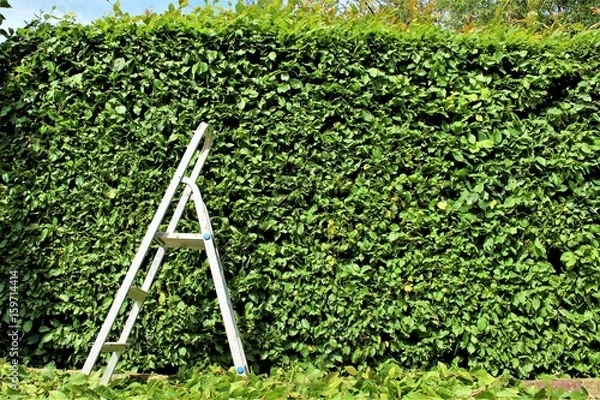 Fototapeta An Image of trimming a hedge