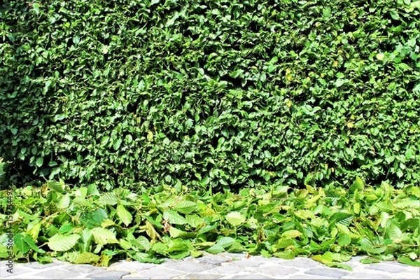 Fototapeta An Image of trimming a hedge