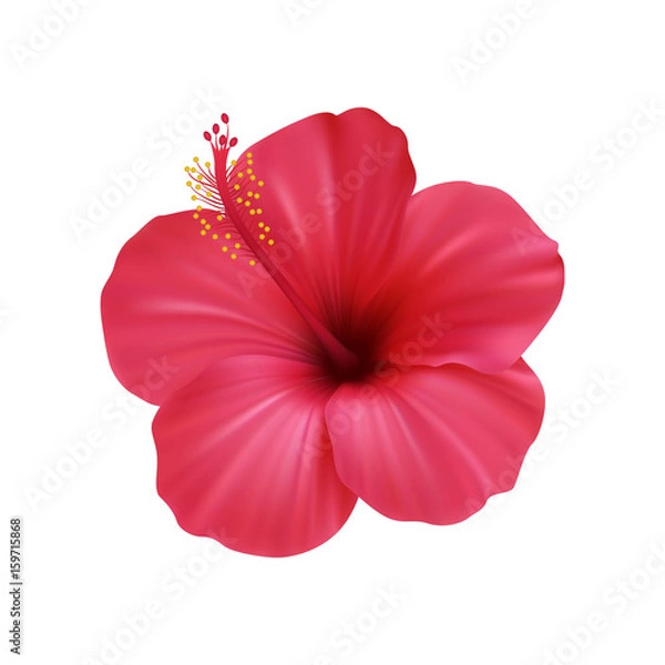 Obraz Реалистичный красный гибискус, китайская роза.