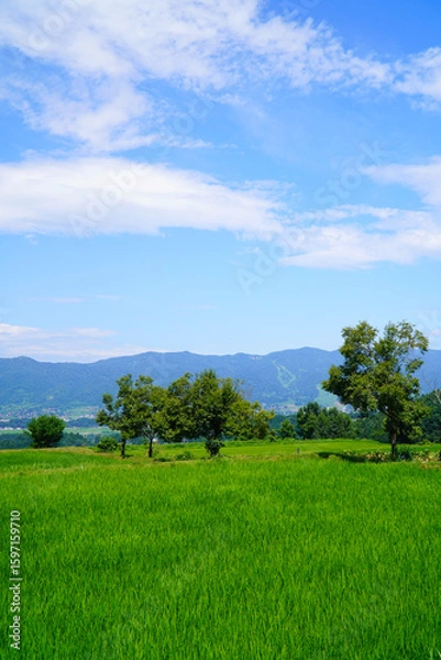 Fototapeta 夏の青空と田園風景