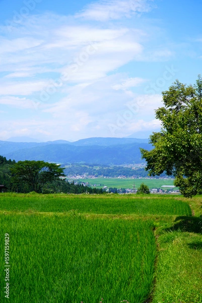 Fototapeta 夏の青空と田園風景