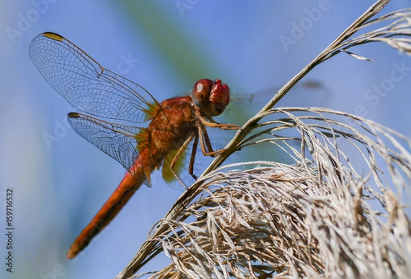 Obraz Libellule rouge en camargue