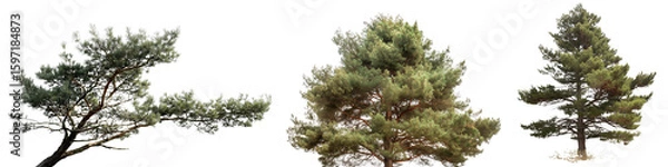 Fototapeta Collection of beautiful pine trees isolated on white or transparent background