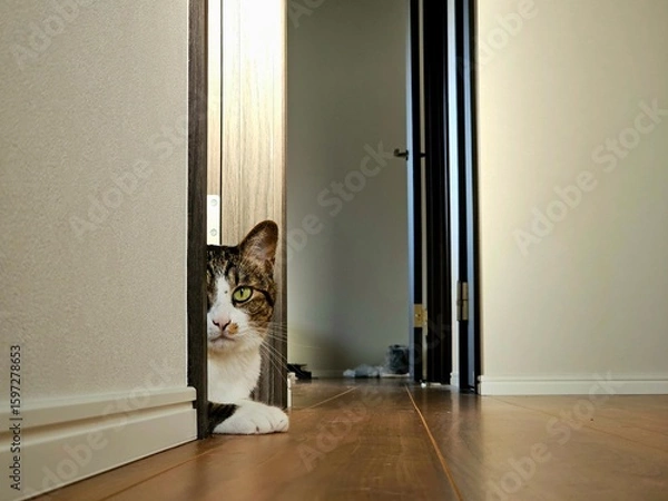 Fototapeta A tabby cat cautiously peeks from behind a sliding wooden door onto a quiet hallway in a modern Japanese house. The scene captures a sense of curiosity and alertness.