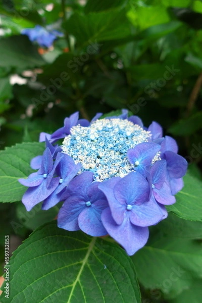 Fototapeta Hydrangea