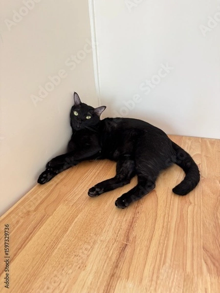 Obraz cat on the floor