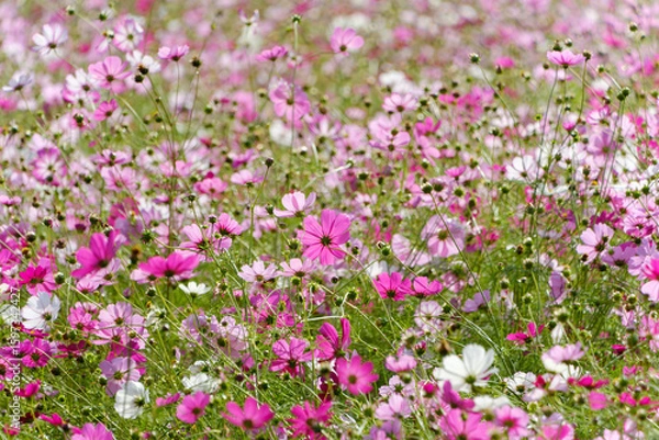 Fototapeta 満開のコスモス畑に広がるピンクと白の花の絨毯