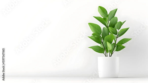 Obraz Modern indoor plant isolate on transparency