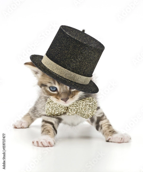 Obraz glamorous kitten with cylinder and bow