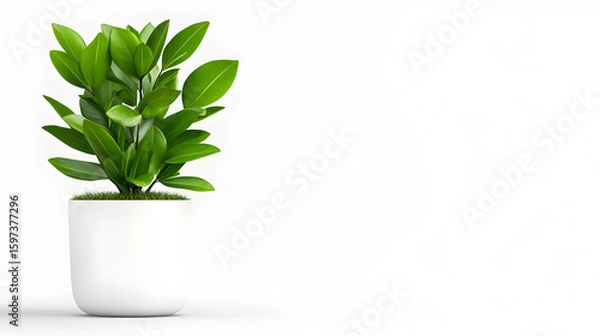 Obraz Modern indoor plant isolate on transparency