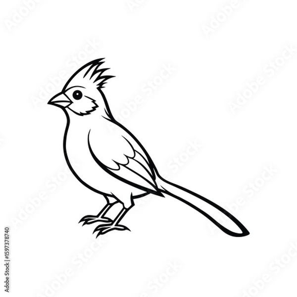 Fototapeta a mousebird bird line art silhouette vector illustration on white background