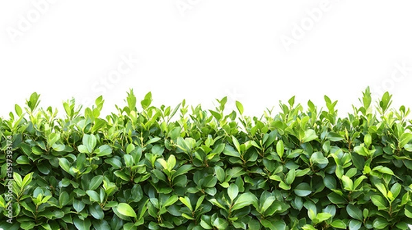 Fototapeta Lush green hedge with new growth at the top isolated on transparent background