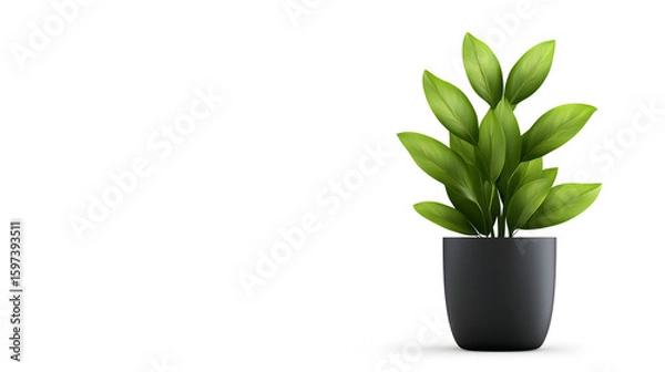 Obraz Modern indoor plant isolate on transparency