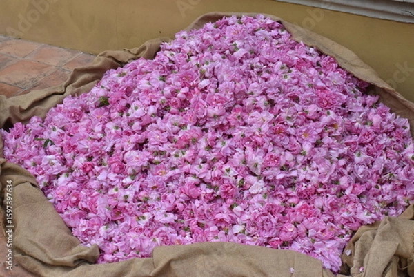 Obraz Rose centifolia