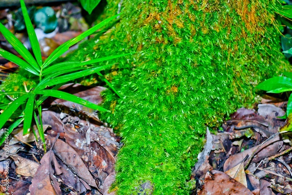 Obraz close up view of green moss in tropical forest, jambi, indonesia