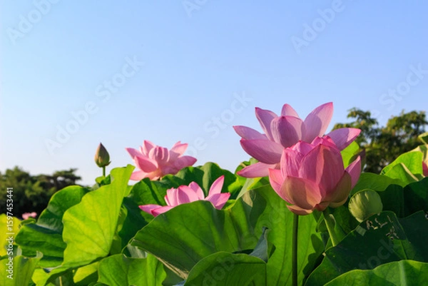 Obraz 青空に映える蓮の花