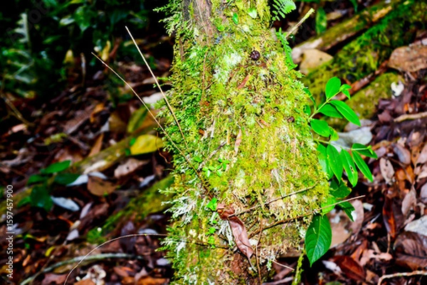 Obraz close up view of green moss in tropical forest, jambi, indonesia