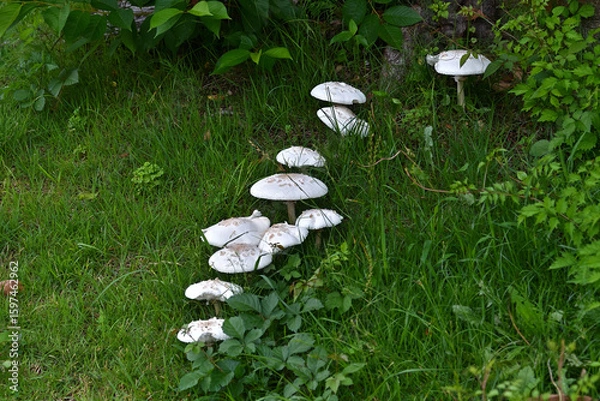 Fototapeta 一列に並んだオオシロカラカサタケ