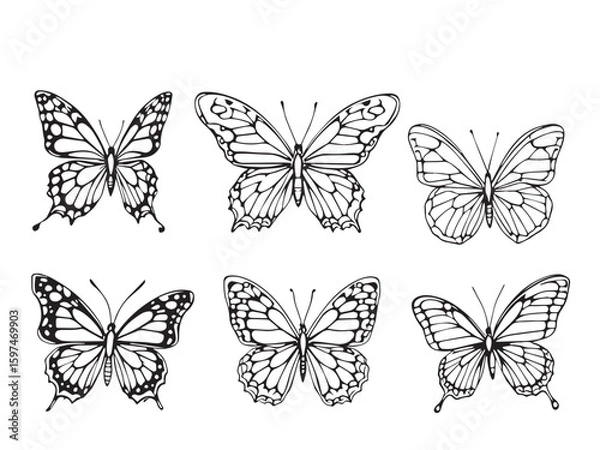 Obraz butterfly vector outline sketch