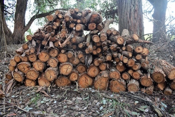 Fototapeta Stack of logs in the field