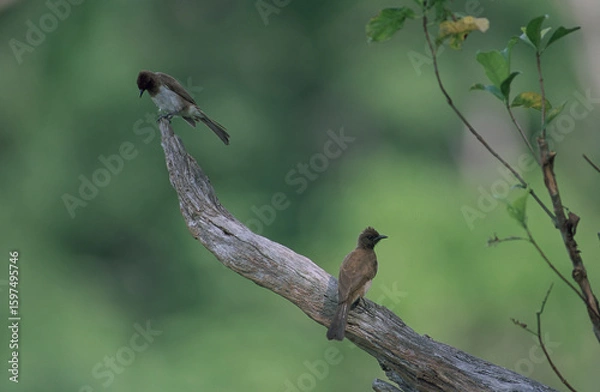 Fototapeta Colibris 
