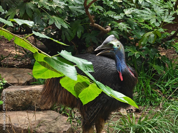 Fototapeta  a cassowary bird stand behind the green leaves in the garden in sunny day