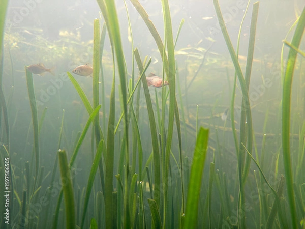 Fototapeta view of fish swim around green grass in the water in the aquarium
