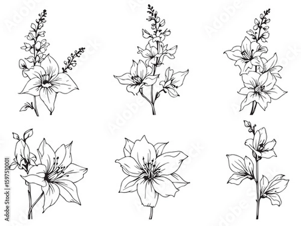 Fototapeta delphinium botanical vector