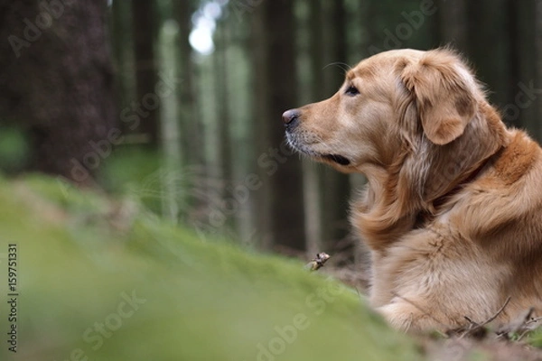 Obraz Golden Retriever