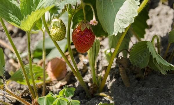 Obraz Summer red strawberry