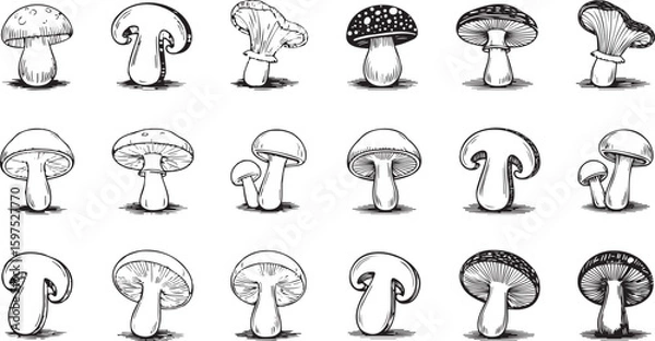 Obraz Hand-Drawn Botanical Mushroom Designs