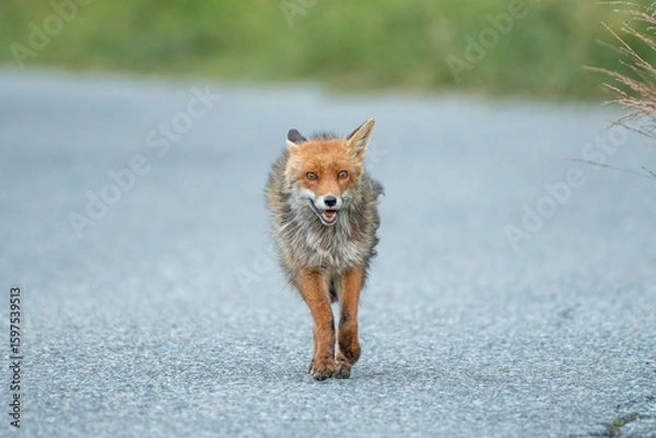 Fototapeta Front view of a Red fox running on a paved road, Species: Vulpes vulpes. 