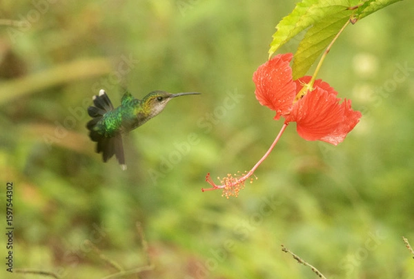 Fototapeta Colibris 