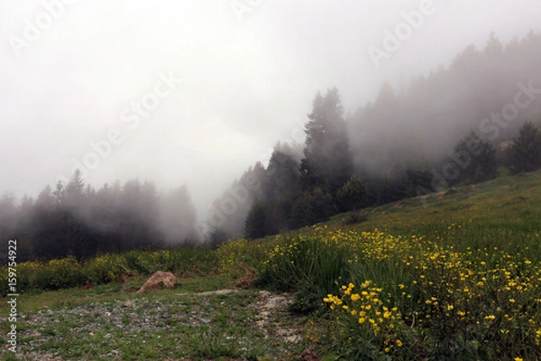 Obraz Rize Sisli Ormanları