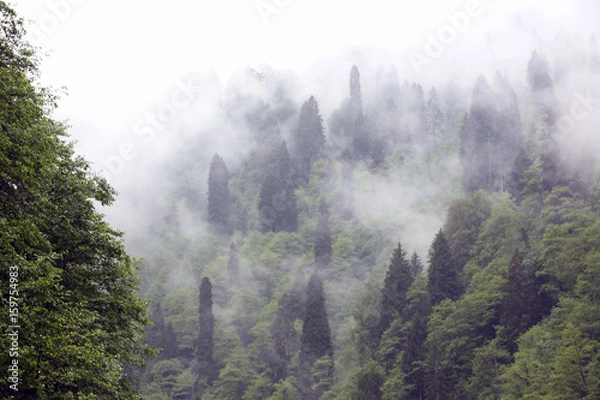 Obraz Rize Sisli Ormanları