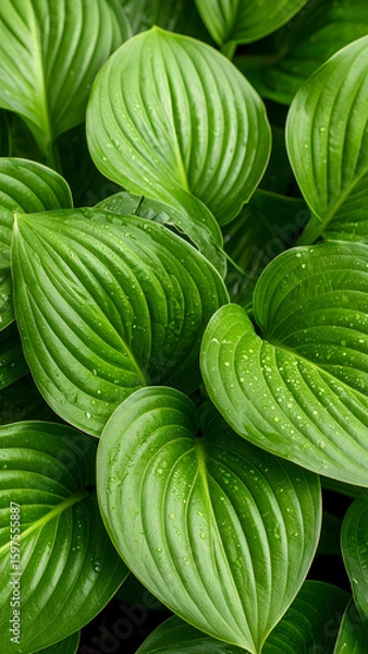 Fototapeta A close-up view of lush green leaves with a textured surface and water droplets.