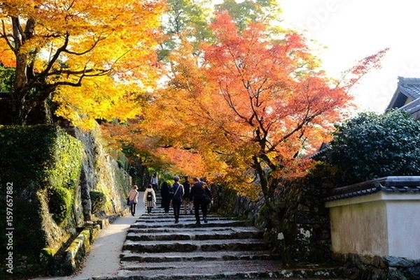 Obraz 日本、京都、紅葉、寺院、三千院、鳥居、木造建築、古代建築、日本文化、歷史名勝、古都京都の文化財、木、綠色、青空、秋、絶景、写真素材