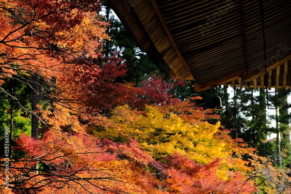 Fototapeta 日本、京都、紅葉、寺院、三千院、鳥居、木造建築、古代建築、日本文化、歷史名勝、古都京都の文化財、木、綠色、青空、秋、絶景、写真素材