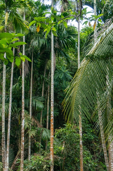 Fototapeta Rainforest trees against the sky. The Amazon or Asian rainforest.