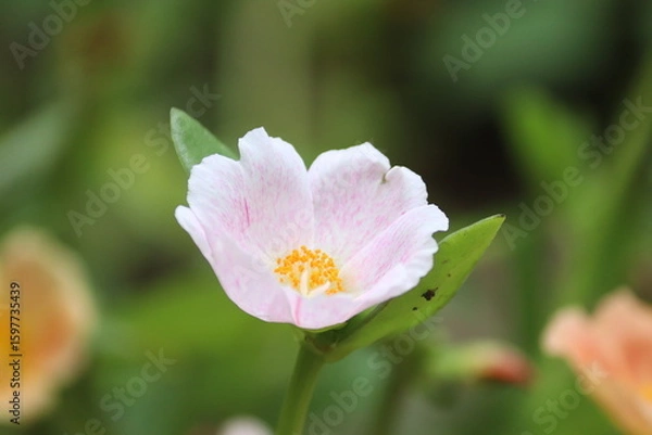 Fototapeta Delicate Light Pink Portulaca Flower Blooming in Garden - Beautiful Macro Nature Video Loop