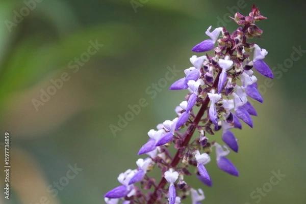 Obraz Vibrant Purple and White Flower Spikes - Close-up Macro Nature