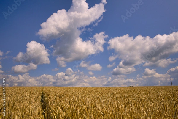 Obraz White clouds in the blue sky over a wheat field