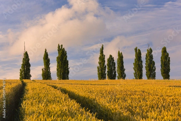 Obraz Wysokie drzewa wśród pól pszenicy