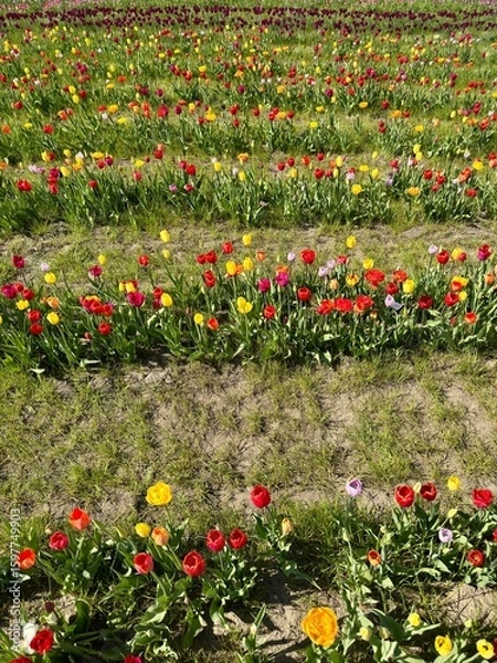 Obraz red and yellow tulips