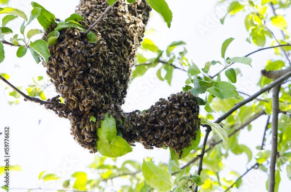 Obraz Bee swarm on the apple tree branch. The queen bee. Output swarm of evidence. Expansion of the bee family.