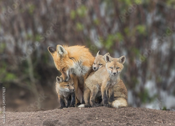 Obraz Squeezing In For Attention - A red fox kit squeezes in for some love from Mom.  