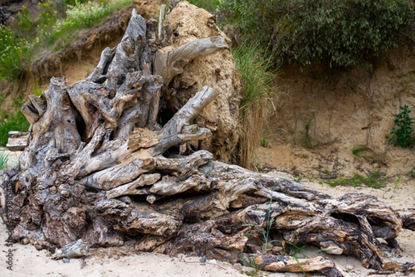 Fototapeta Weathered fallen trees with exposed roots lie on a sandy forest floor, showcasing raw natural textures and the passage of time. The cracked bark and driftwood-like appearance contrast with the green 
